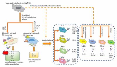 Microglia in Alzheimer’s Disease: A Target for Therapeutic Intervention